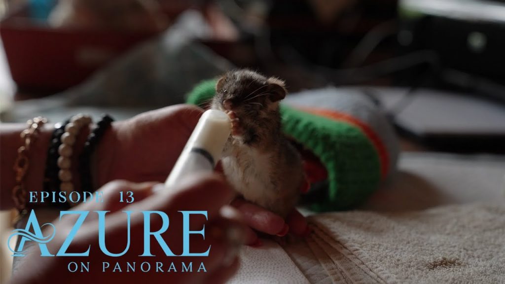 Azure on Panorama | Episode Thirteen | Wildlife, Wellness & Spa Secrets You Won’t Want to Miss! 🌿✨